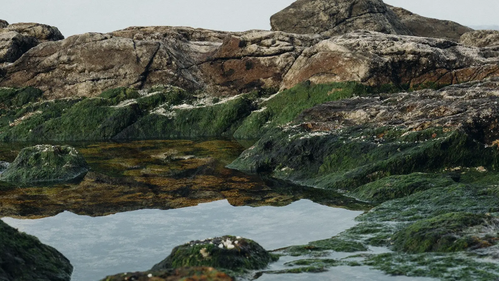 Roche atlantique sombre et mouillée à marée basse, cristaux de sel et algues vertes luisant dans une lumière pâle