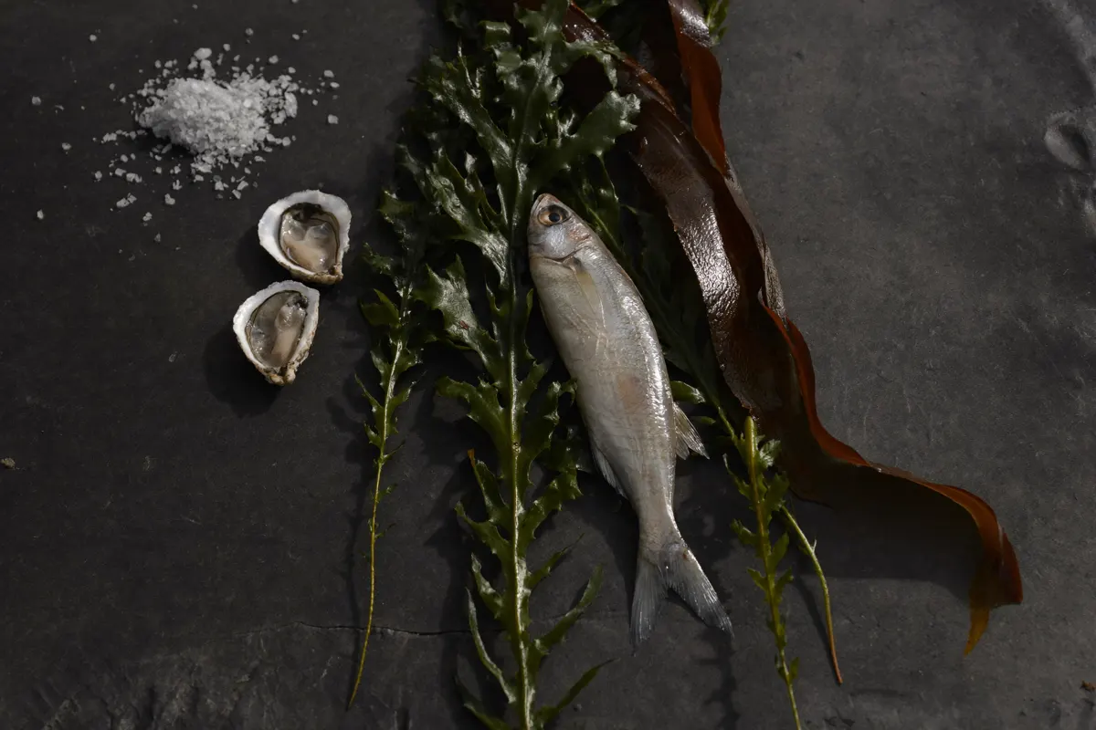 Produits bruts posés sur une ardoise mouillée : frondes d'algue verte et longue lanière de kelp brun, deux huîtres ouvertes, une poignée de gros sel et un poisson entier argenté